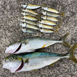 マアジ