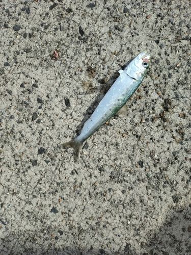 イワシの釣果