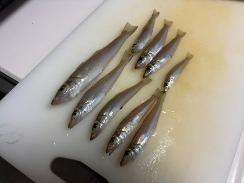 キスの釣果