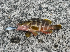 アカハタの釣果