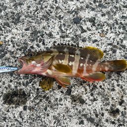 アカハタ