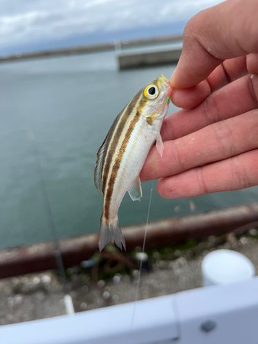 イサキの釣果