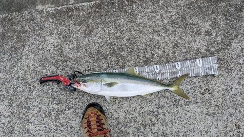 イナダの釣果