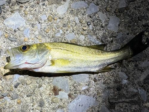 セイゴ（ヒラスズキ）の釣果