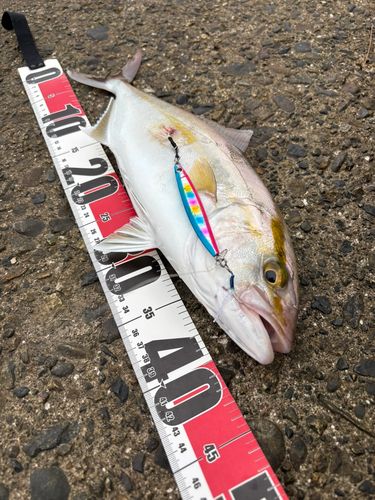 フクラギの釣果