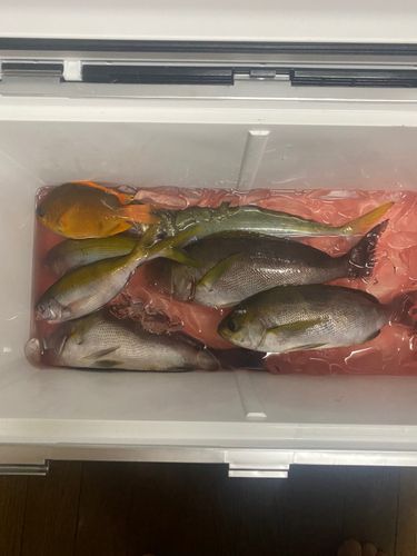 イサキの釣果