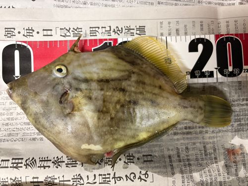 カワハギの釣果