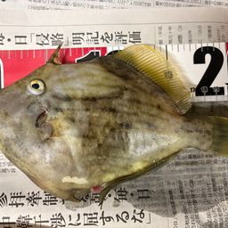 カワハギ