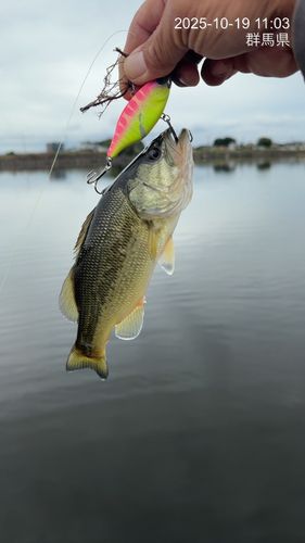 ライギョの釣果
