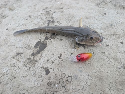 マハゼの釣果