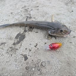 マハゼ