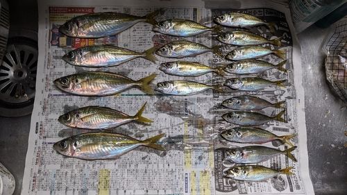 アジの釣果