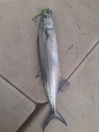 サゴシの釣果