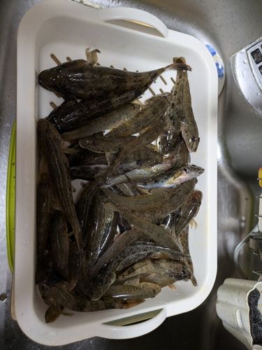 ハゼの釣果