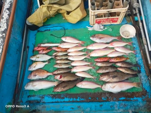 シロアマダイの釣果