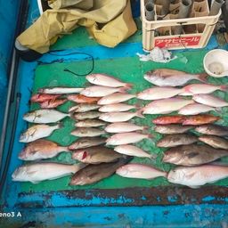 シロアマダイ