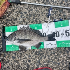 クロダイの釣果