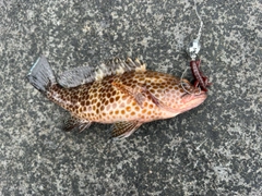 オオモンハタの釣果