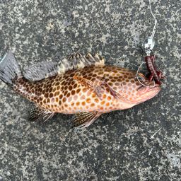 オオモンハタ