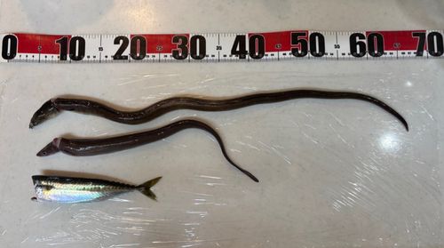 ゴマサバの釣果