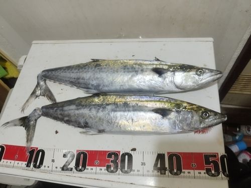 姉ヶ崎沖