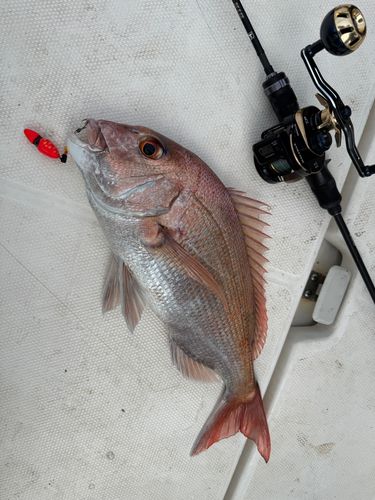 タイの釣果