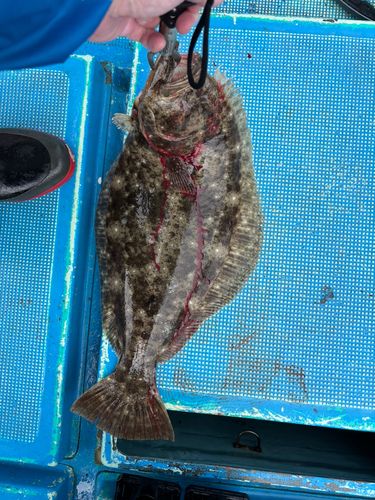 ヒラメの釣果