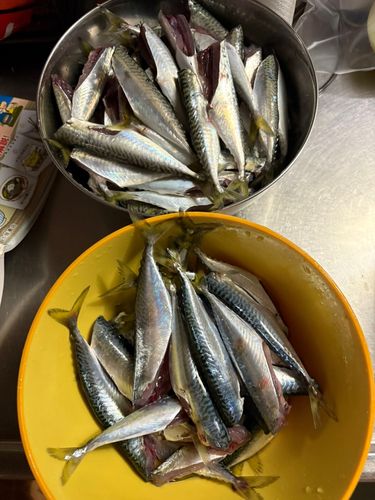 サバの釣果