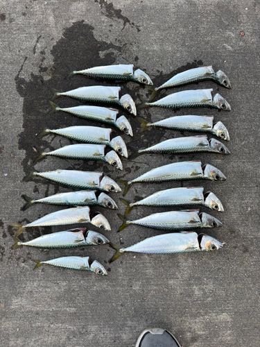 サバの釣果