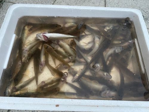 ハゼの釣果