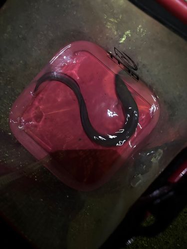 クロアナゴの釣果