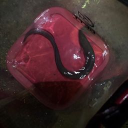 クロアナゴ