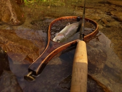 ニジマスの釣果