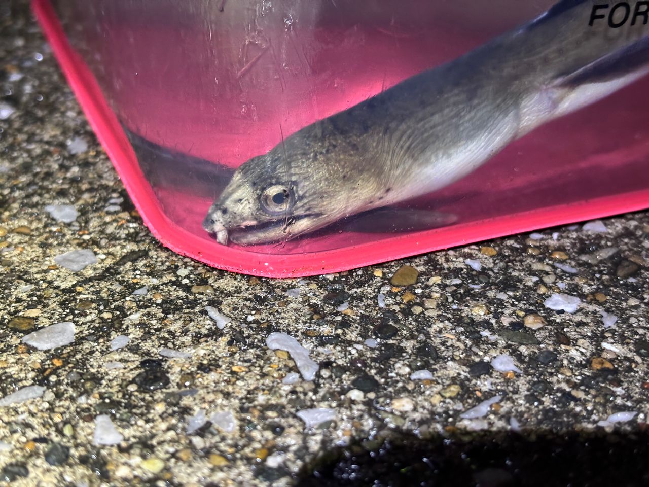 ホタテウミヘビ