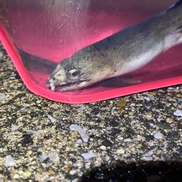 ホタテウミヘビ