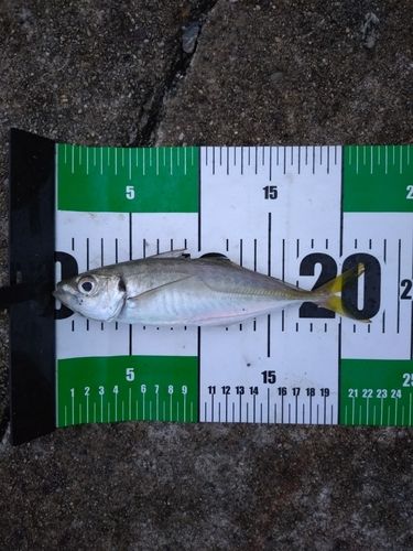 マアジの釣果