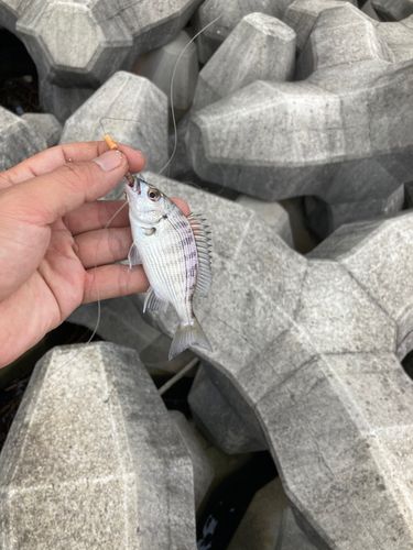 イシガキダイの釣果