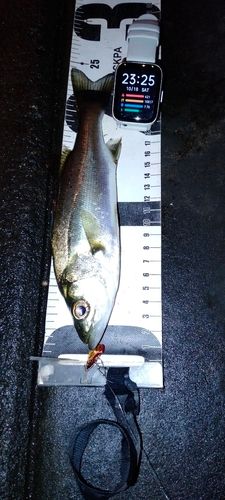 セイゴ（マルスズキ）の釣果