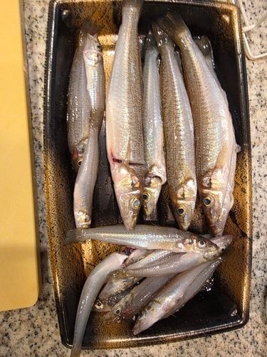 シロギスの釣果