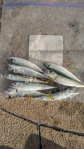 イワシの釣果