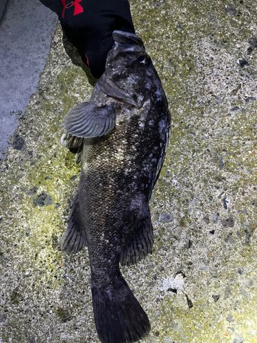 クロソイの釣果