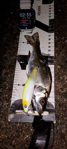 セイゴ（ヒラスズキ）の釣果