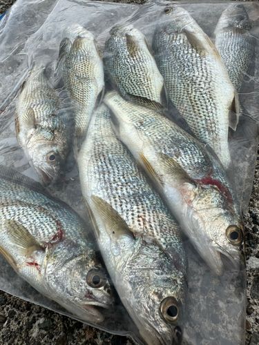 イシモチの釣果