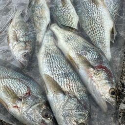 イシモチ