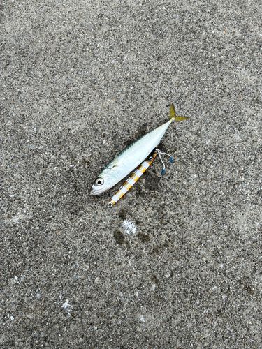 サバの釣果