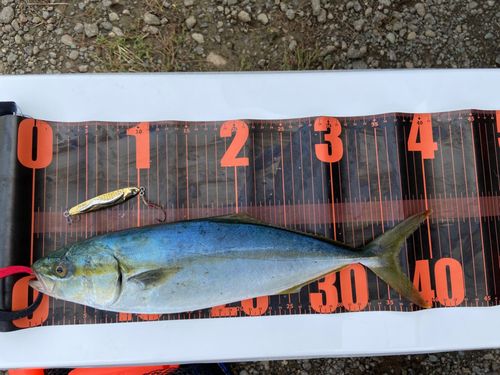 ワカシの釣果