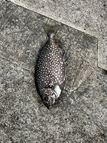 アイゴの釣果