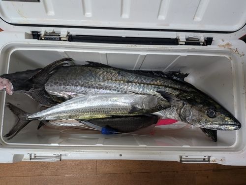 サワラの釣果