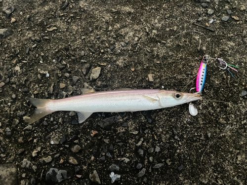 カマスの釣果