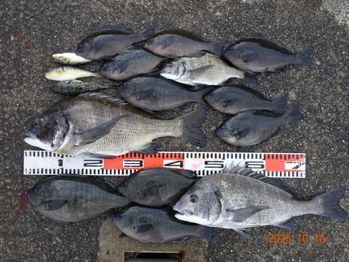 チヌの釣果